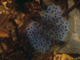 Wood Frog Eggs in a Vernal Pond, Rana Sylvatica, North America