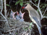 A Cedar Waxwing Feeding a Berry to its Nestlings.