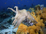 A Broadclub Cuttlefish (Sepia Latimanus), Komodo, Indonesia