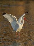 White Ibis, Eudocimus Albus, with Wings Raised, Southern USA