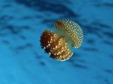 Bell Jellyfish, Phyllorhiza Punctata, Thailand