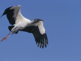 Wood Stork Flying, Mycteria Americana, an Endangered Species, Southern USA