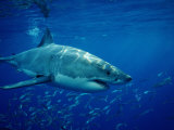 Great White Shark (Carcharodon Carcharias), Mexico, Pacific Ocean