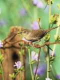 House Wren (Troglodytes Aedon), Eastern North America