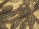 Green Frog Tadpoles (Rana Clamitans), Ohio, USA