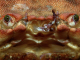 Close-Up of a European Crab Face Showing its Eyes (Cancer Pagurus), Atlantic Ocean
