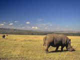 White Rhinoceros Grazing on the Savanna, Ceratotherium Simum, an Endangered Species, Kenya, Africa