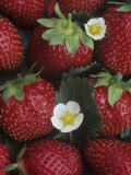 Strawberries, 'sparkle' Variety