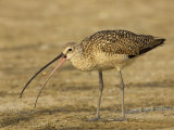 Long-Billed Curlew, Numenius Americanus, with a Crab in its Beak, North America