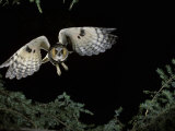 Long-Eared Owl in Flight, Asio Otus, North America