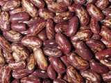 Buy Spanish Tolosana Beans (Phaseolus Vulgaris). Native to Central and South America at AllPosters.com