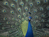 Male Peacock Courtship Display, Pavo Cristatus