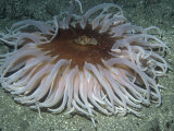 Sand Rose Anemone, Tealia Columbiana, Pacific Coast of North America