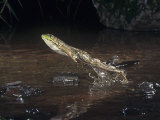 A Green Frog Jumping., Rana Clamitans