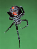 Female Black Widow Spider, Latrodectus Mactans