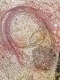 Golgi Body and Granule Surrounded by Endoplasmic Reticulum, Er,