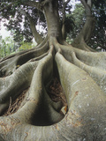 Buttress Roots of a Morton Bay Fig Tree, Ficus Macrophylla