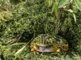 Argentine Horned Frog, Ceratophrys Ornata, Showing Protective or Cryptic Coloration, South America
