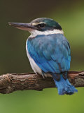 Collared Kingfisher, Halcyon Chloris, Asia