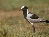 Blacksmith Plover, Vanellus Armatus, Masai Mara, Kenya, Africa