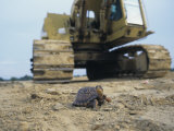 Habitat Destruction of the Eastern Box Turtle, , Terrapene Carolina