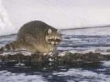Buy Raccoon Fishing in a Winter Forest Stream (Procyon Lotor), North America at AllPosters.com