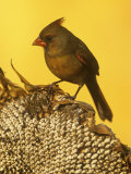 A Female Northern Cardinal (Cardinalis Cardinalis) on a Sunflower Seed Head, Eastern North America