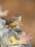 Carolina Wren (Thryothorus Ludovicianus), South Carolina State Bird. USA