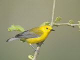Male Prothonotary Warbler (Protonotaria Citrae). Eastern USA