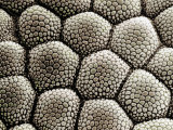 Toe Pad Epidermis of a Toad, Bufo