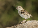 Black-Throated Sparrow, Amphispiza Bilineata, Juvenile, Southwest USA