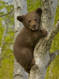 Black Bear, Ursus Americanus, Female Cub in a Tree, North America