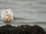 Herring Gull with Starfish Prey in its Bill, Larus Argentatus, North America