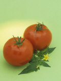 Tomatos, with Leaves and Flowers (Lycopersicon Esculentum)