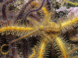 Buy Spiny Brittle Stars (Ophiothrix Spiculata) California, USA at AllPosters.com