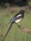 Black-Bellied Magpie, Pica Hudsonia, North America