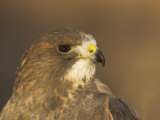 Female Swainson's Hawk Head, Buteo Swainsoni, USA
