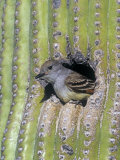 An Ash-Throated Flycatcher in a Saguaro Cactus Hole. Arizona, USA