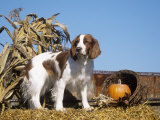 Welsh Springer Spaniel Variety of Domestic Dog