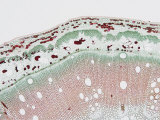 Cross-Section of a Woody Plant Stem