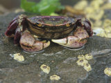 Purple Shore Crab on an Intertidal Rock, Hemigrapsus Nudus, Washington, Usa, Pacific Ocean