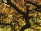 Pattern in Branches and Leaves of Japanese Threadleaf Maple Tree, Acer Palmatum Dissectum