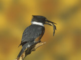 Belted Kingfisher (Ceryle Alcyon) with a Captured Fish, North America