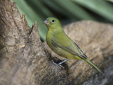 Painted Bunting Female, Passerina Ciris, . Florida, USA