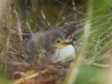 Green Heron, Butorides Virescens, Newly Hatched Chick in the Nest Next to an Egg, Southern USA