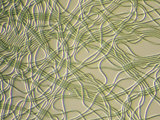 Living Oscillatoria Tenius Cyanobacteria