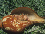 Star-Eyed Hermit Crab, Dardanus Venosus, in a Conch Shell, British Virgin Islands
