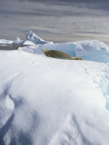 Crabeater Seal on Snow (Lobodon Carcinophagus), Antarctica