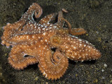 Starry Night Octopus (Octopus Luteus), Komodo, Indonesia