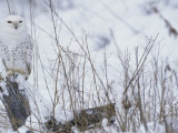 Snowy Owl, Nyctea Scandiaca, Standing on a Snowy Stump